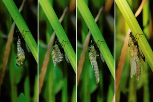 Libelle am Gartenteich