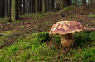 Der alte Pilz und der Wald