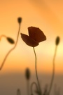 Mohn bei Sonnenuntergang