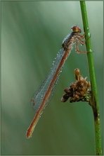 Späte Adonislibelle *Ceriagrion tenellum*