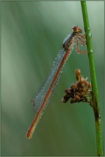 Späte Adonislibelle *Ceriagrion tenellum*