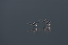 Landende Lachmöwen auf dem Millstätter See