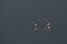 Landende Lachmöwen auf dem Millstätter See