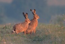 Zwei Hasen beim Sonnenaufgang