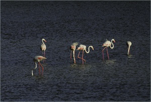 Flamingos wildlife zu erleben...