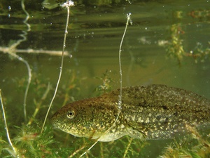 Kaulquappe Grünfrosch