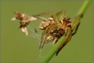 Gerandete Jagdspinne *Dolomedes fimbriatus*