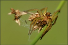 Gerandete Jagdspinne *Dolomedes fimbriatus*