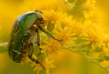 Käfer mit dem Blumenstrauß