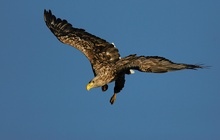 Seeadler im Anflug auf die Beute