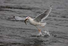 Mittelmeermöwe mit Fisch