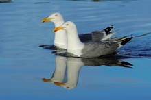 "Synchronschwimmen"