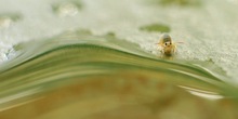 die wasserwelt des kugelspringers ... (nd) (max. ein millimeter lang)