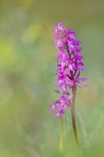 Orchis mascula