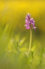 Orchideen-Rhapsodie