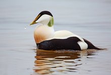 Balzender Eidererpel vor Helgoland