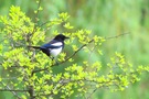 Frühling