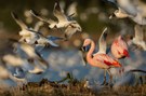 wildlife Flamingos II