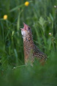 Wachtelkönig (Crex crex)