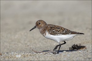 Sandpiper