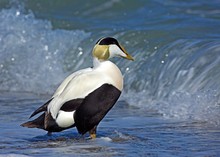 Die nächste Welle zum Surfen packen...,