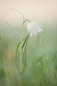 Schachbrettblume am Morgen