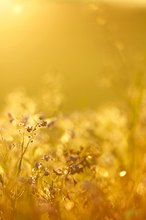 Wiese im Morgenlicht