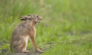 "...der Wiesenlöwe..."