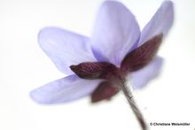 Leberblümchen transparent