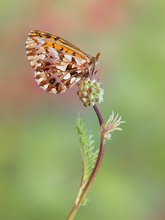 Boloria dia