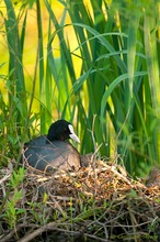 Blässhuhn (Fulica atra)