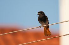 Hausrotschwanz (Phoenicurus ochruros)