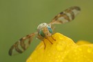 Bohrfliege (Orellia tussilaginis)