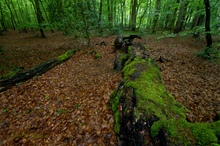 Wald bei Regen