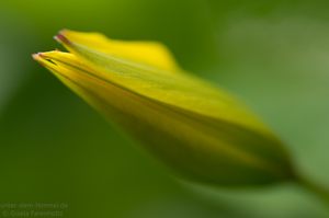 Tulpenblüte