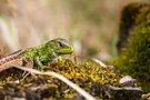 Zauneidechse (Lacerta agilis) Männchen nach der Häutung