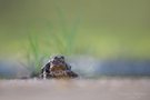 Erdkröten