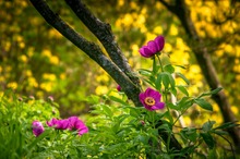 Gemeine Pfingstrose (Paeonia officinalis)