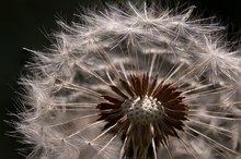 Pusteblume im Gegenlicht