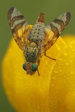 Bohrfliege (Orellia tussilaginis)