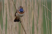 singendes Blaukehlchen