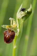 Spinne mit Fliege