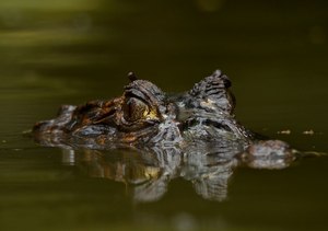 Krokodilkaiman (Caiman crocodylus)