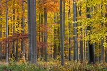 Herbstwald