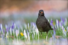 ~ frühlings amsel ~