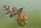 Kleiner Würfeldickkopffalter