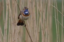 singendes Blaukehlchen II