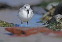 Helgolandfarbe mit Sanderling..