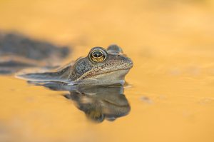 Golden Frog