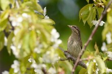 Mehr Natur